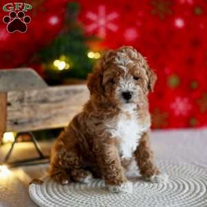 Tracey, Miniature Poodle Puppy